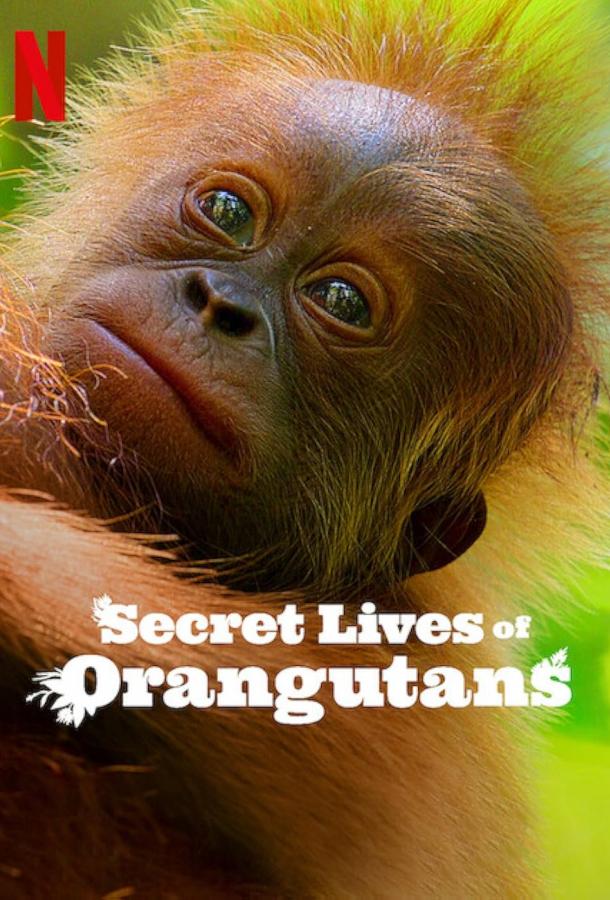 taynaya-zhizn-orangutanov