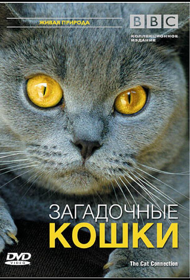bbc-zagadochnye-koshki