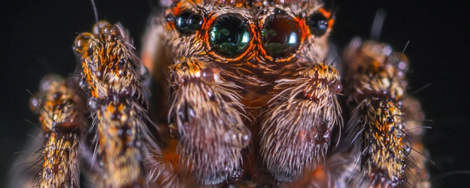 chto-vidyat-zhivotnye