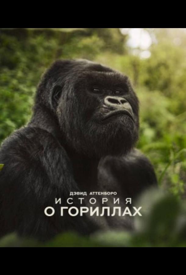devid-attenboro-istoriya-o-gorillah
