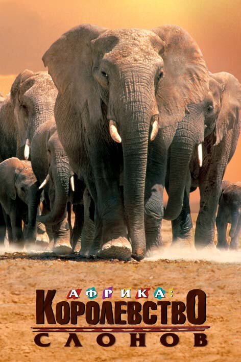 afrika-korolevstvo-slonov